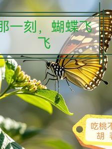 蝴蝶飞飞全集在线播放