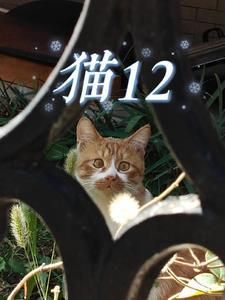 猫12年多少岁
