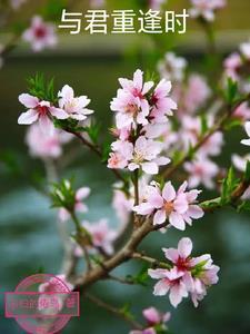 与君重逢白首无归